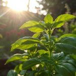 how much sunlight does a basil plant need