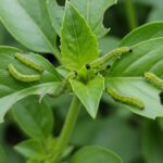 how to get rid of worms on basil plant