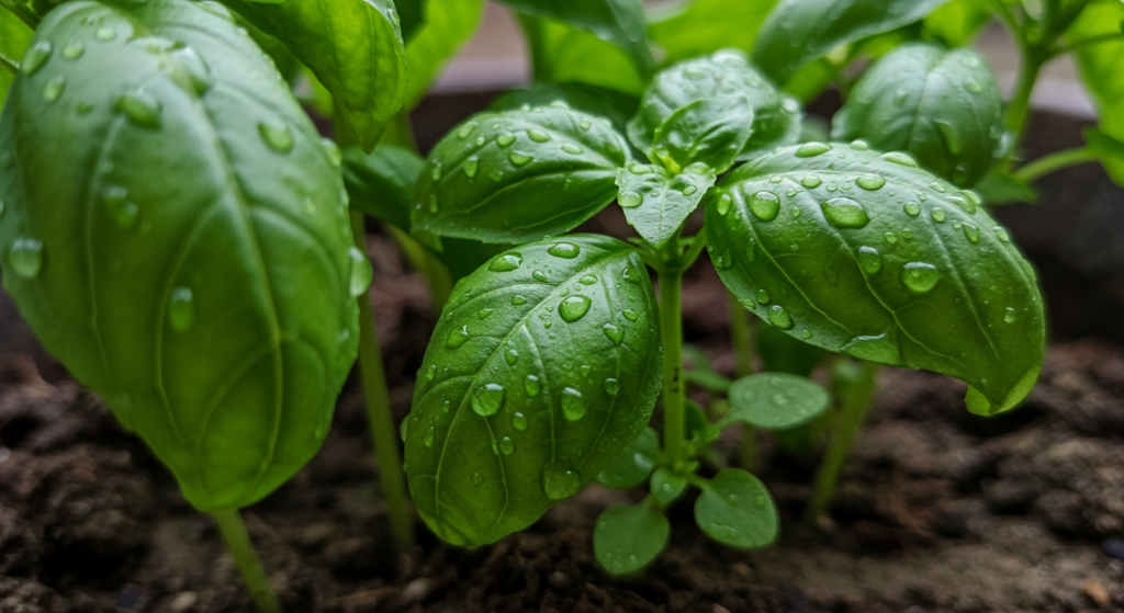 Is it better to grow basil inside or outside