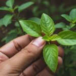 What is the difference between basil leaves and tulsi leaves