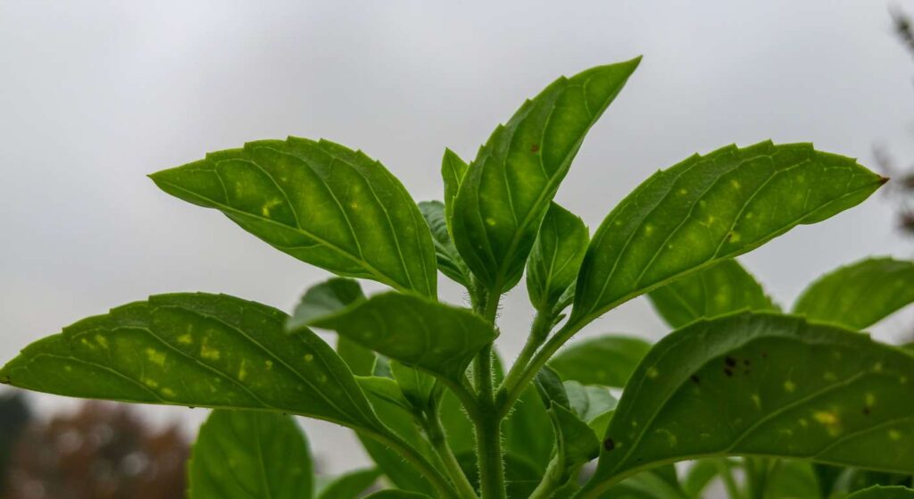 can basil grow in autumn
