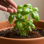 Are coffee grounds good for basil plants