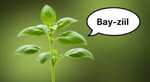 how to pronounce basil