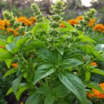 how to get basil to grow bushy