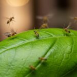 how to get rid of gnats on my basil plant