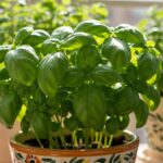 how to plant basil in a pot