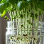 can you grow basil plant in water