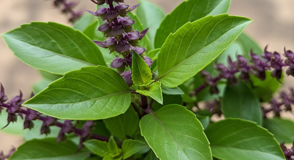 growing thai basil
