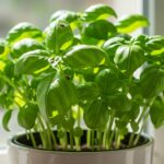 how to get rid of bugs on indoor basil plant