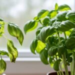 Can potted herbs like basil survive a winter indoors