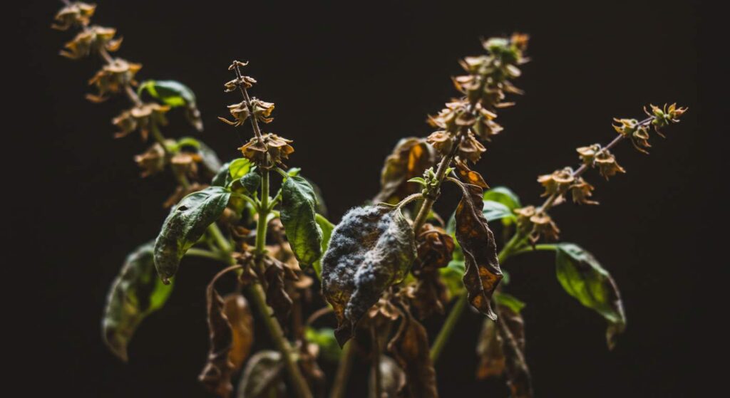 managing decaying basil leaves
