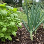 Can I Plant Basil With Green Onions