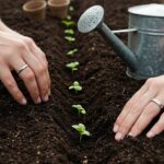 can you plant basil seeds outside