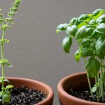 how to prevent basil plant from bolting