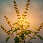 tulsi plant characteristics