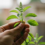 tulsi plant is a herb or shrub