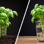 Can a basil plant grow in water or soil