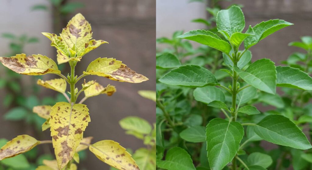 stunted tulsi growth
