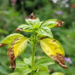 should i remove wilted basil leaves