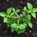 how to prune basil plant for more leaves