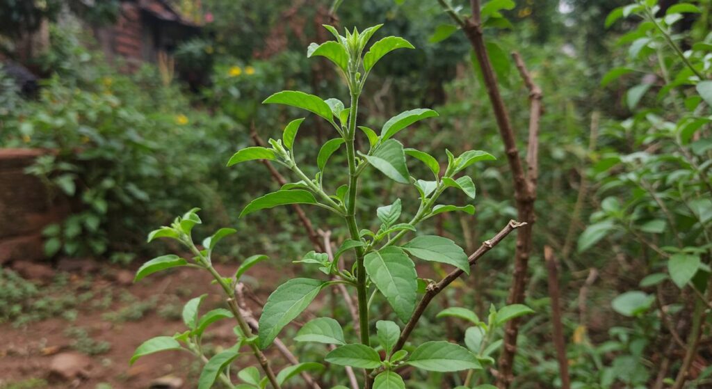 tulsi plant nature
