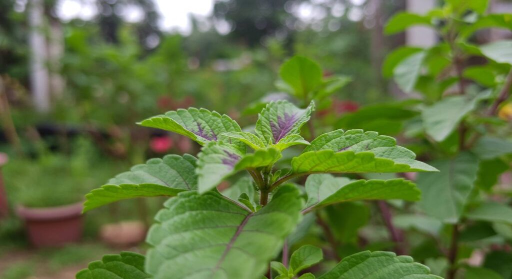 tulsi plant type
