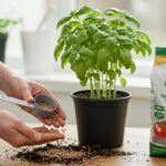 Can you use tomato fertilizer on basil