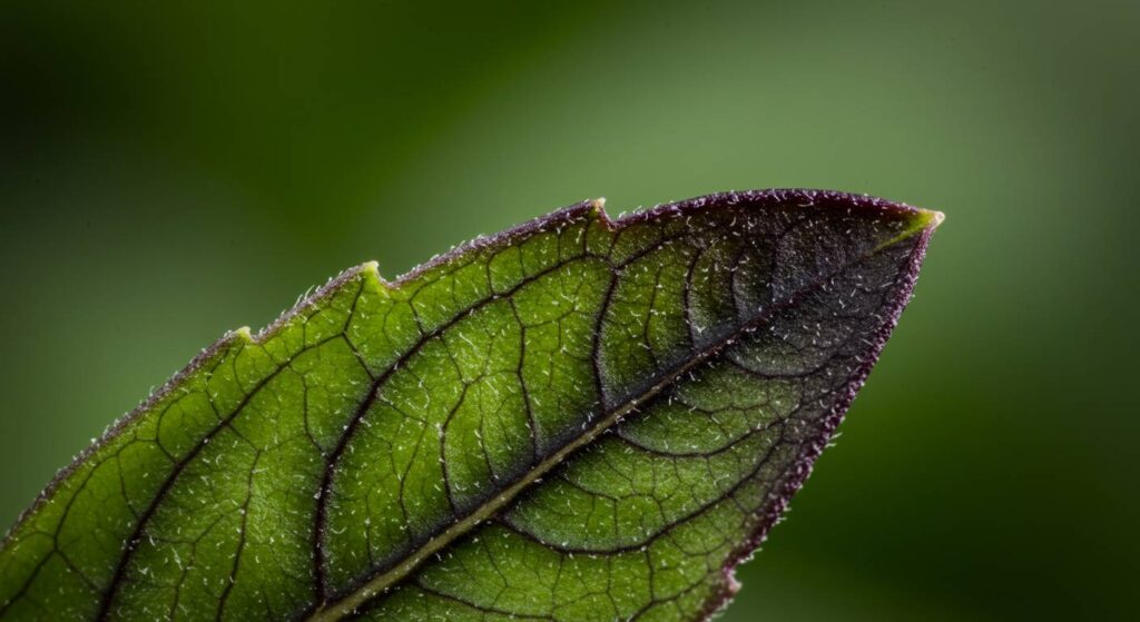 why does basil turn black so fast