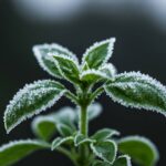 basil plant care in winter