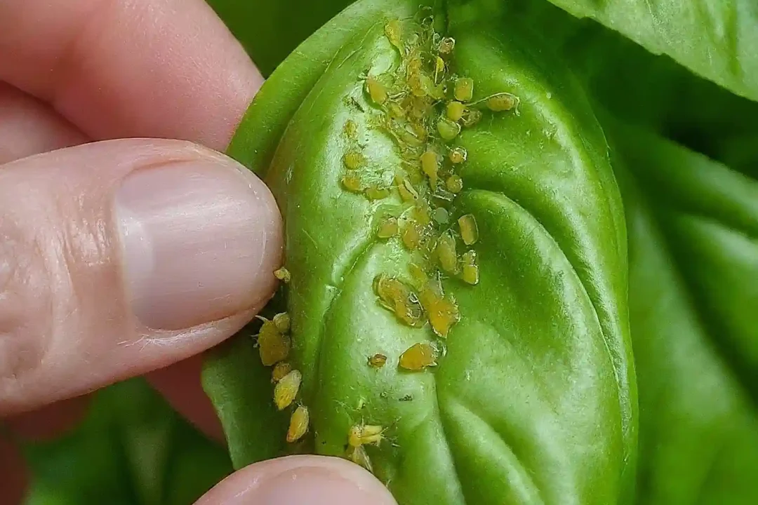 Best Methods for Removing Aphids from Basil