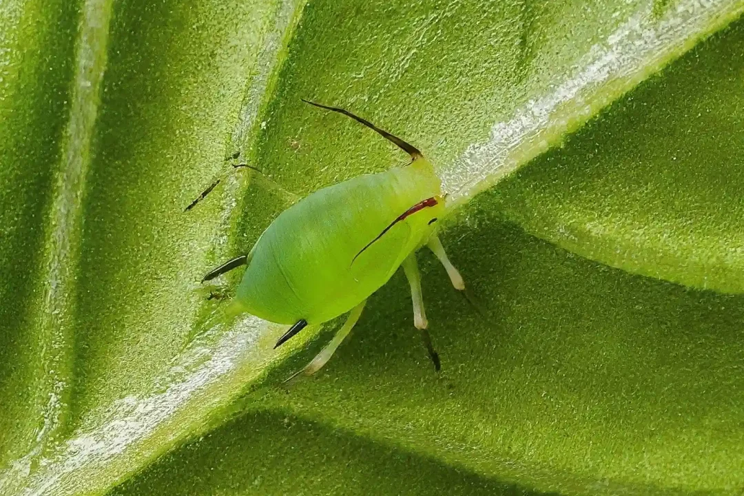 how to get rid of aphids on basil plant